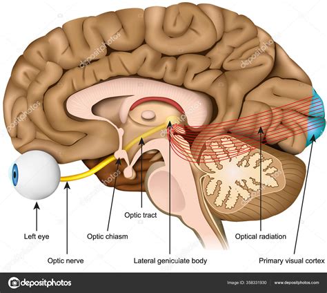 nervus opticus|Anatomy of the Human Optic Nerve: Structure and。